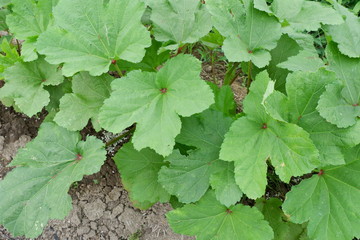 オクラ栽培、6月