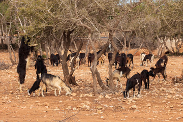 Ziegenherde bei Arganbäumen