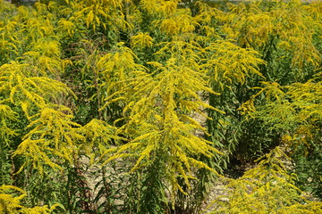 Honey yellow flowers of Solidago canadensis in summer