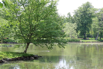 lake in the forest, Halifax public gardens in summer, no people