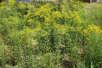 Many yellow flowers of Solidago canadensis in mid summer
