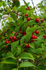 Red berries of a felted cherry on the branches. Little cherry berries.