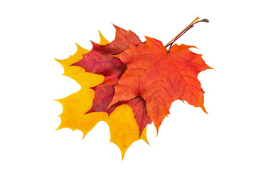 The colorful autumn maple leaves. Isolate on the white background.