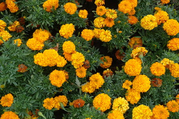 Fototapeta na wymiar Shot of Tagetes erecta with orange flowers from above