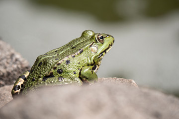 frog on leaf