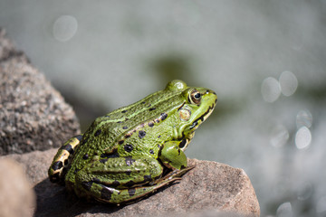frog on leaf
