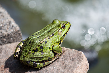 frog on leaf
