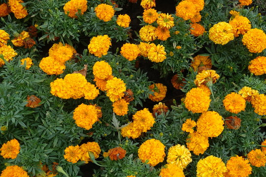 Shot Of Tagetes Erecta With Orange Flowers From Above
