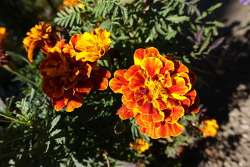 Bicolor orange and red flower heads of Tagetes patula
