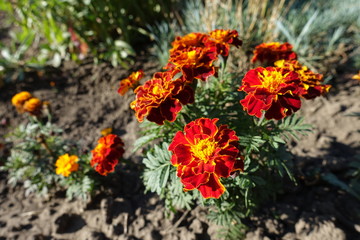 Dark red and yellow flower heads of Tagetes patula