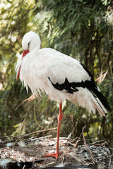 white stork ciconia ciconia
