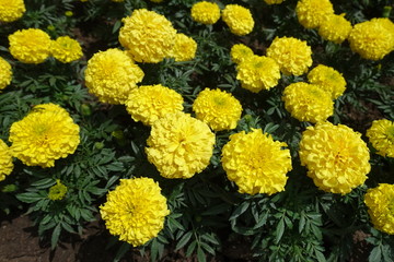 Light yellow flower heads of Tagetes erecta