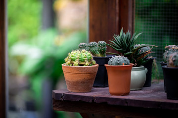 Fototapeta na wymiar Cactus in the garden, glass cabinet