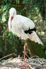 stork ciconia