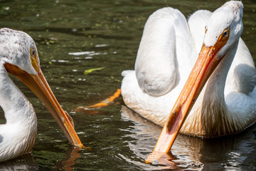 pelican in water