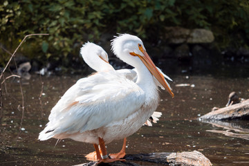 portrait of a pelican