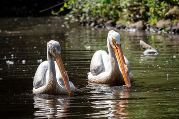 two pelicans in danube delta