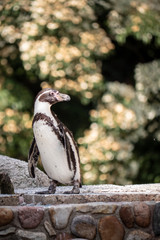 penguin on a rock