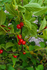 Red berries of a felted cherry on the branches. Little cherry berries.