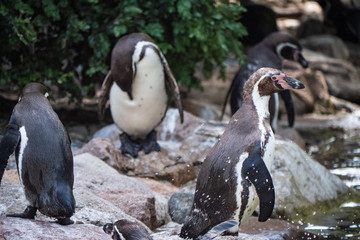 penguins on rock