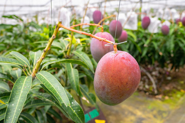 沖縄県 宮古島 マンゴー