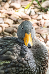 portrait of a duck