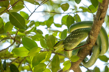 Large-eyed Green Pitviper or Green pit vipers or Asian pit vipers, green snake on branch with white background in Thailand and clipping path.