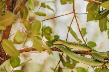 Large-eyed Green Pitviper or Green pit vipers or Asian pit vipers, green snake on branch with white background in Thailand and clipping path.