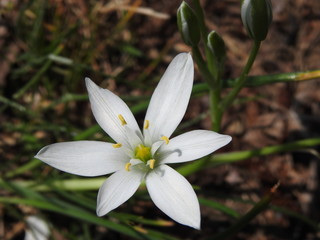 Fototapeta premium Blumenblüte ,weiß
