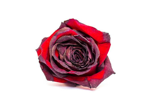 Withered dry red Rose isolated on white Background