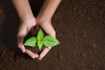 top view hand holding young tree on soil background for planting in garden