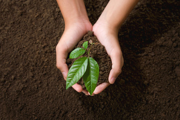 top view hand holding young tree on soil background for planting in garden