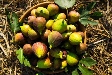 figs in wooden bowl, on hay at garden