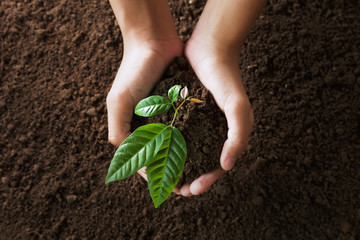 top view hand holding young tree on soil background for planting in garden