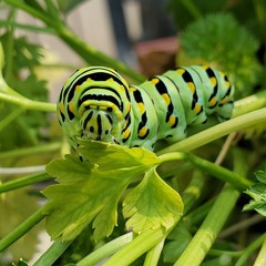 butterfly on leaf