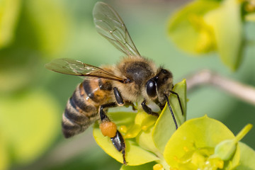 Honey bee, extracting nectar from garden flower