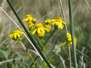 Gartenblumen