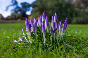 Violet
