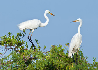 Herons