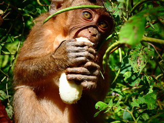 Monkey 