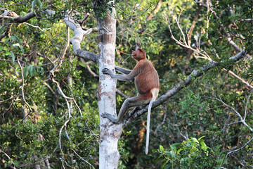 Proboscis monkey sitting on a branch and looking upon the tree in the jungle of Borneo, Indonesia, south-east Asia.
