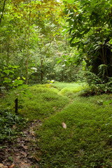 Fototapeta premium Path in forest at Niah caves national park