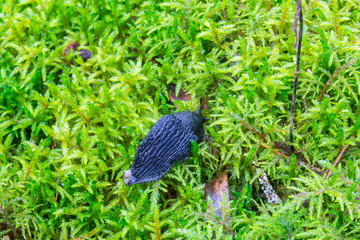 Green moss with a Black slug