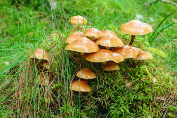Mushrooms growing on a tuft of grass