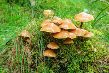 Mushrooms growing on a tuft of grass