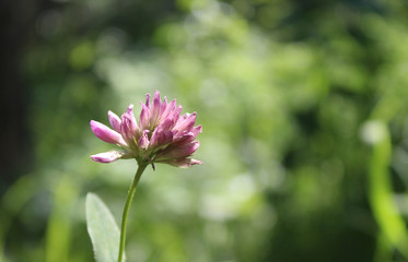 Clover close-up