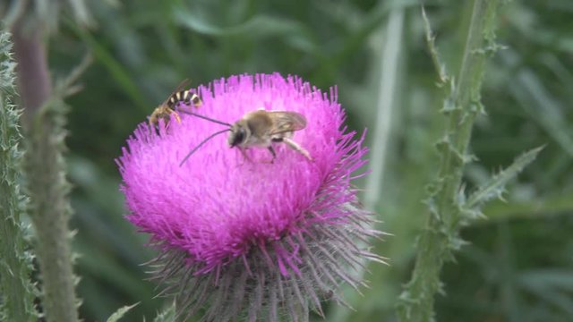Earthen bee (male of long-whiskered bee, andrenid bees, Eucera longicornis) on flower sow Thistle, next grey wild bee