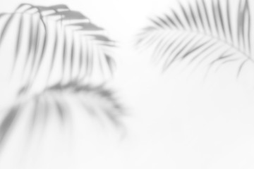 Shadows from palm trees on a white wall