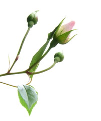 Geschlossene Rosen - Knospen isoliert vor hellen Hintergrund