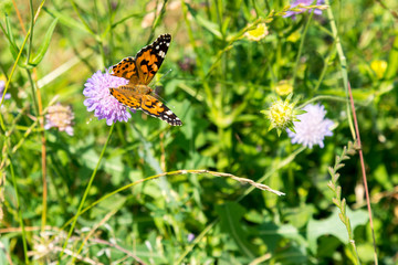 Butterfly on a purple flower on the field. close up